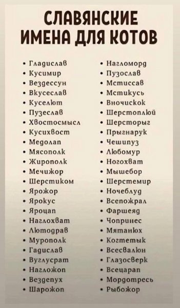 Славянские имена для котиков