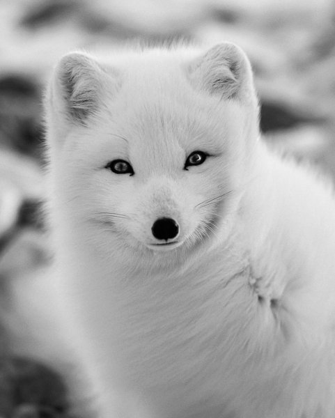 ПРИРОДА АРКТИКИ