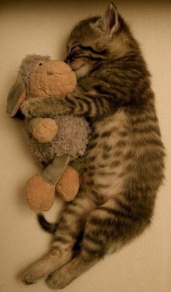 cats cats 78