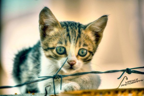 Котэ
