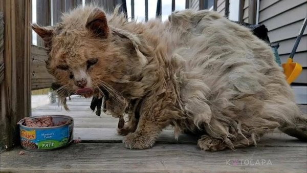 Бедный котик