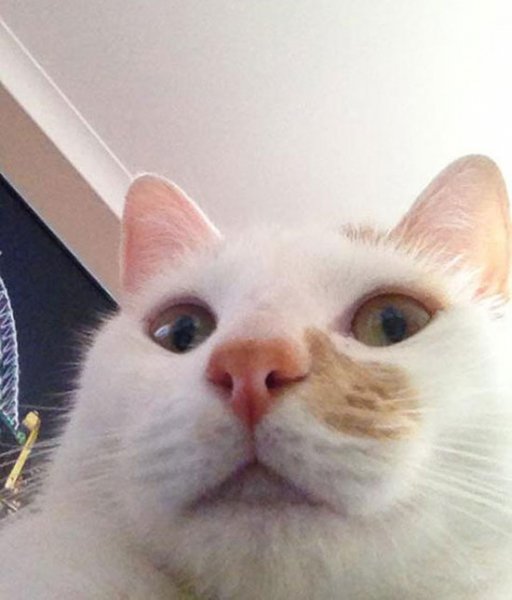 Котодум