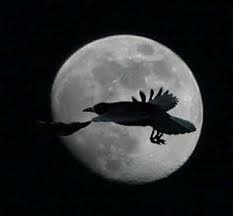 Voron i luna