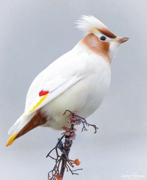 Birds of universe