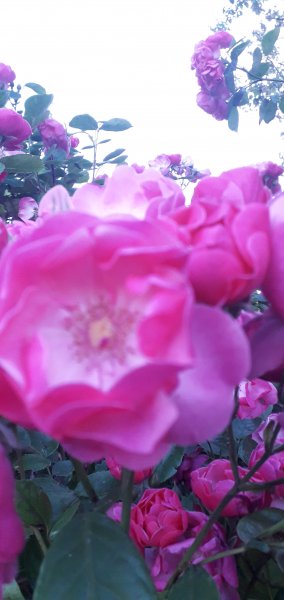 picture_375287199