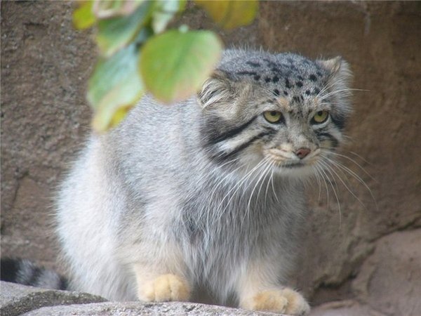 МАНУЛ