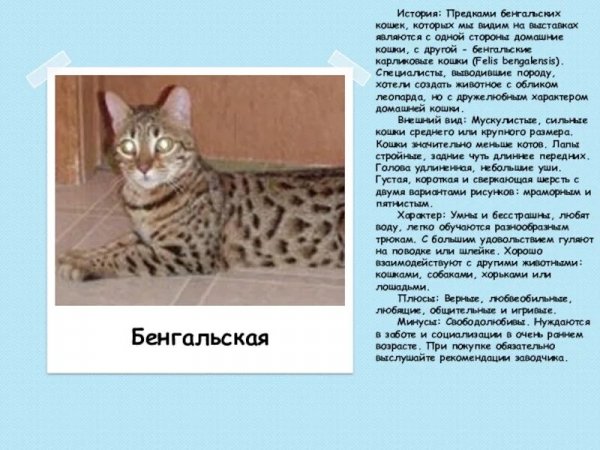 Бенгальская