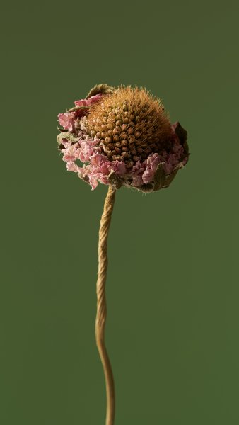 FlowerTexture004