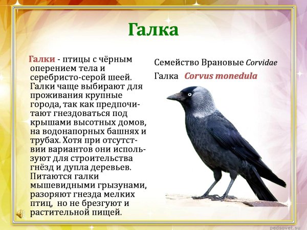 Галка