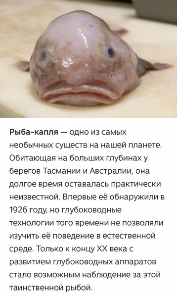 Рыба Капля