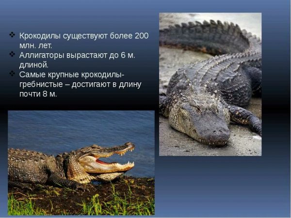 Рептилии