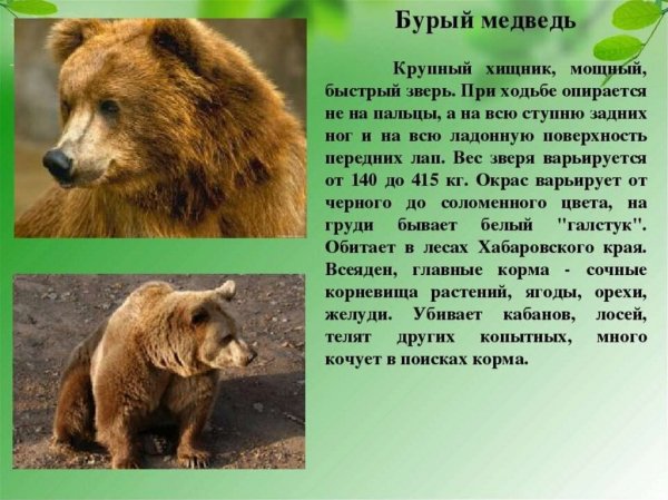 Бурый медведь