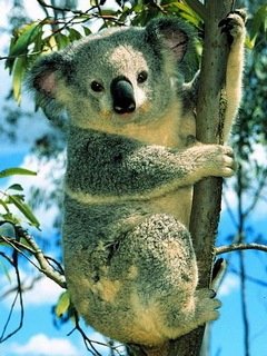 Koala na dereve [GruzOK Net]