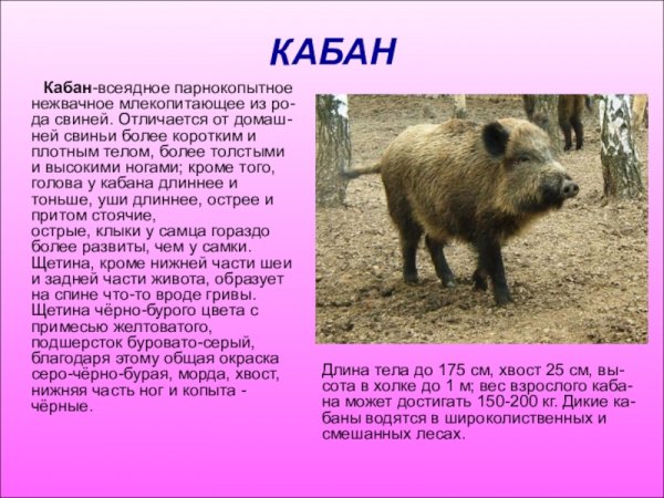 Кабан
