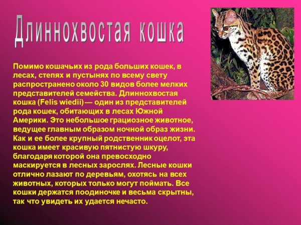 Длиннохвостая кошка