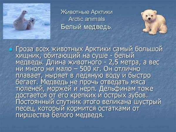 Белый медведь