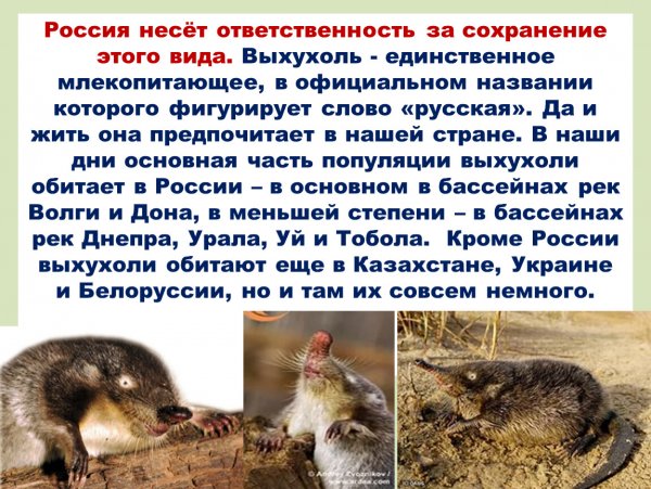 Выхухоль русская