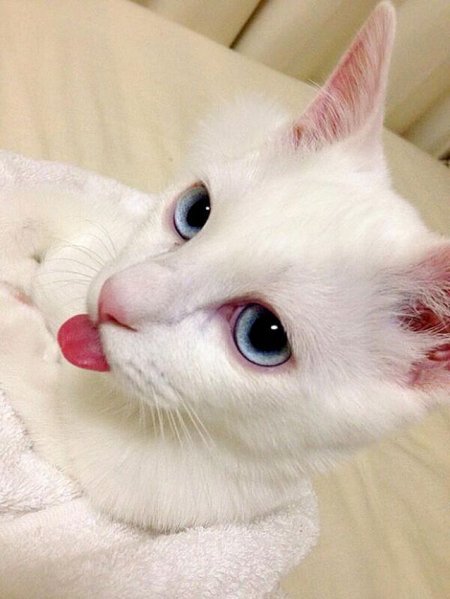Сетсу