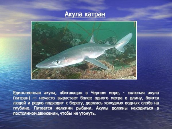 Акула катран