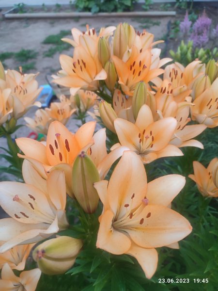 IMG 20230623 194551