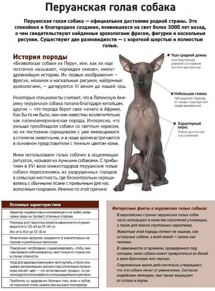 Перуанская голая собака