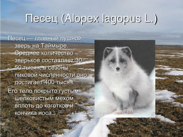 Alopex-lagopus-l-l