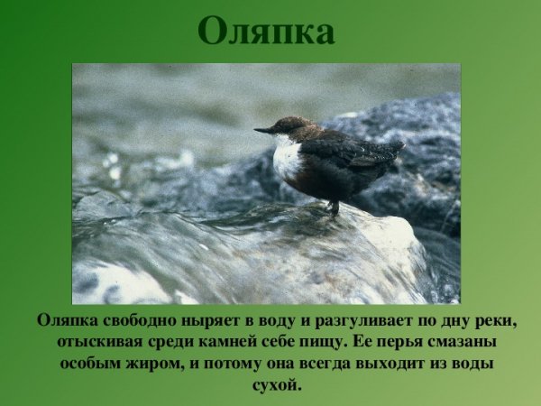 Оляпка
