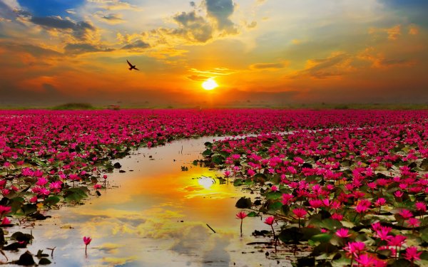 Nature Flowers Lake with pink lotus flowers at sunset