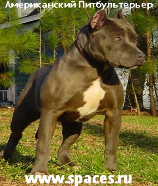 Рitbullterrier.USА