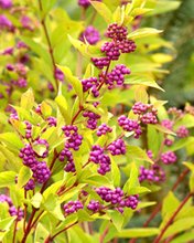 Flowers 222