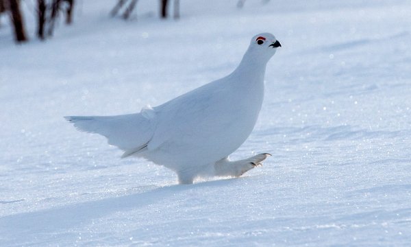 snow-grouse