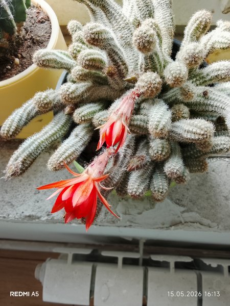 picture_412591255