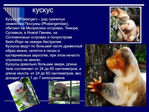 Кускус