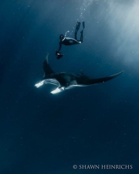 "Racing Extinction"