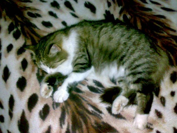 Super Foto 218