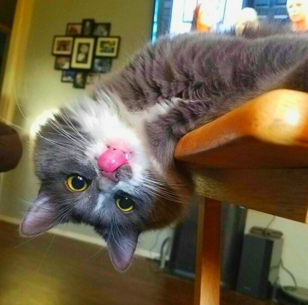 Котик