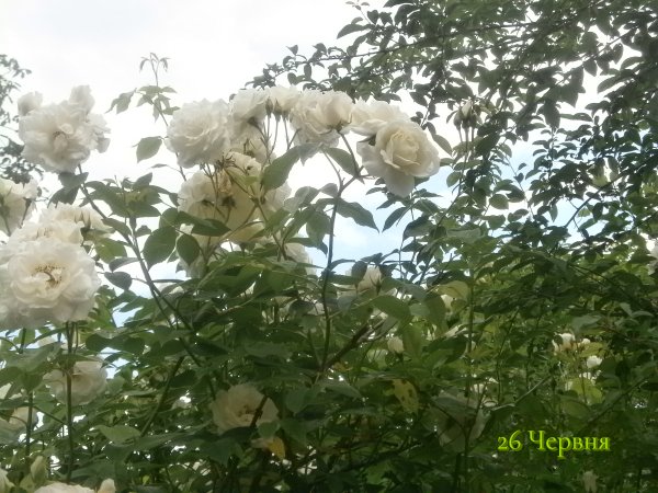 26 Червня
