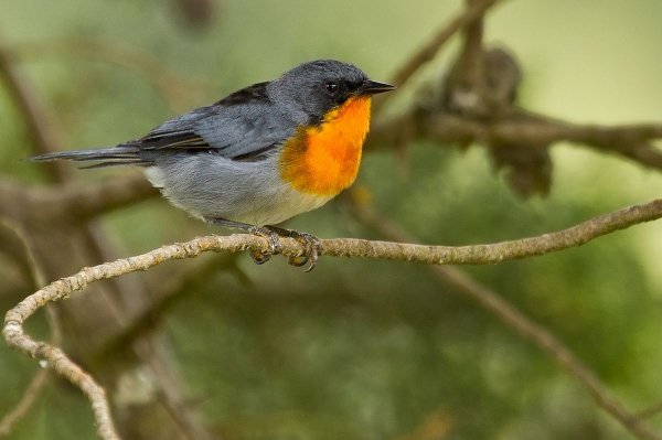 Flame-throated Warble