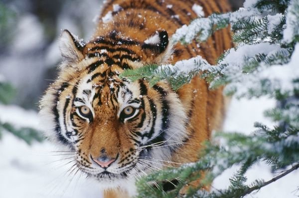 Siberian-amur-tiger