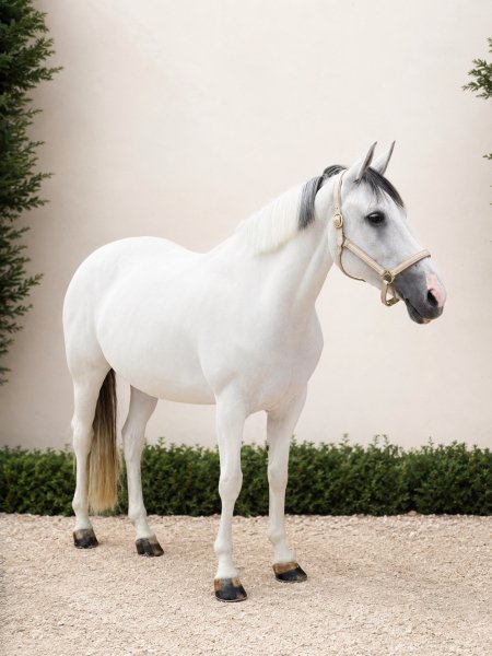 BEST HORSE