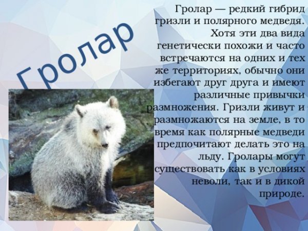 Полярный гризли