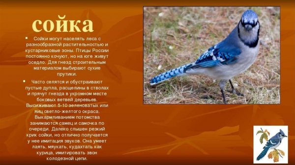 Сойка