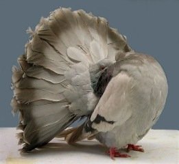 ДутышFantail