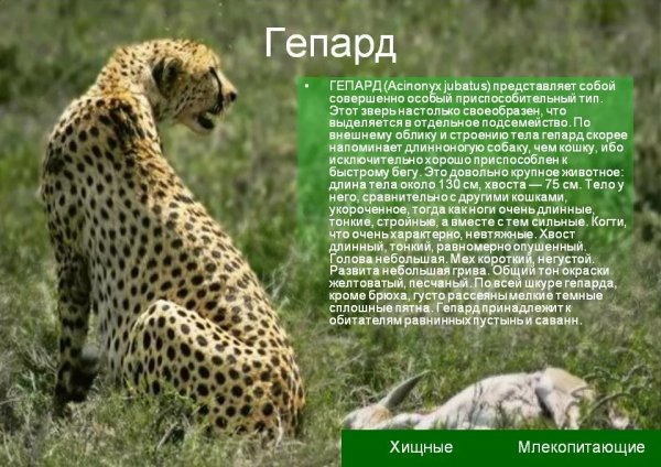 Гепард