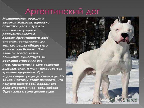 Аргентинский дог