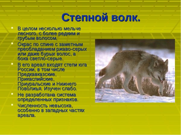 Степной волк