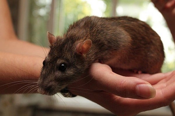 InstaSave