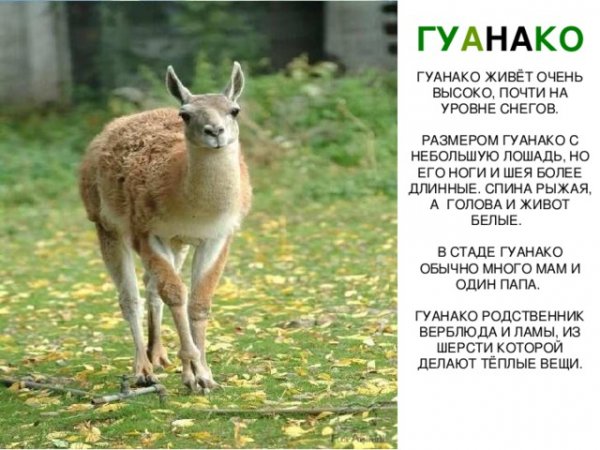 Гуанако