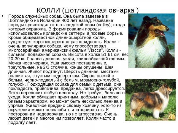 Колли