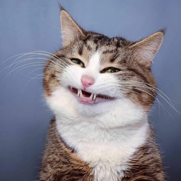 Котоплюшки (17)
